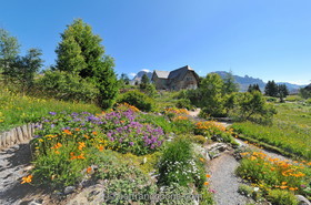 Jardin alpin du Lautaret (05)