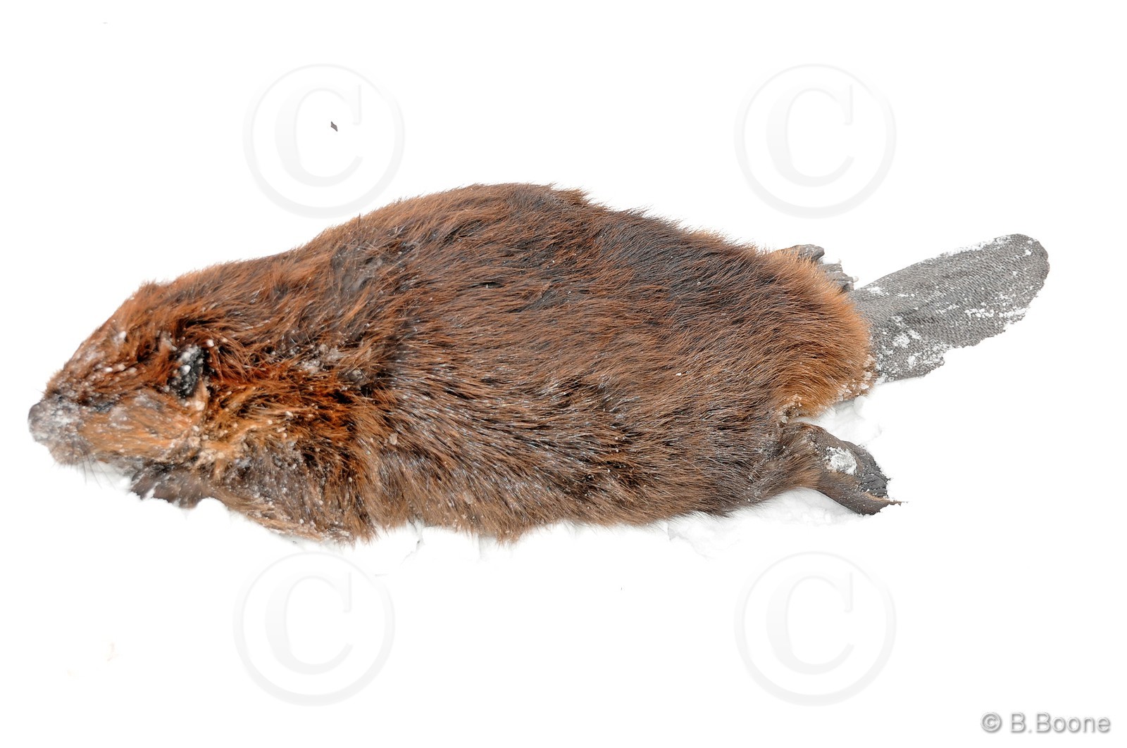 120406-005 © B.Boone