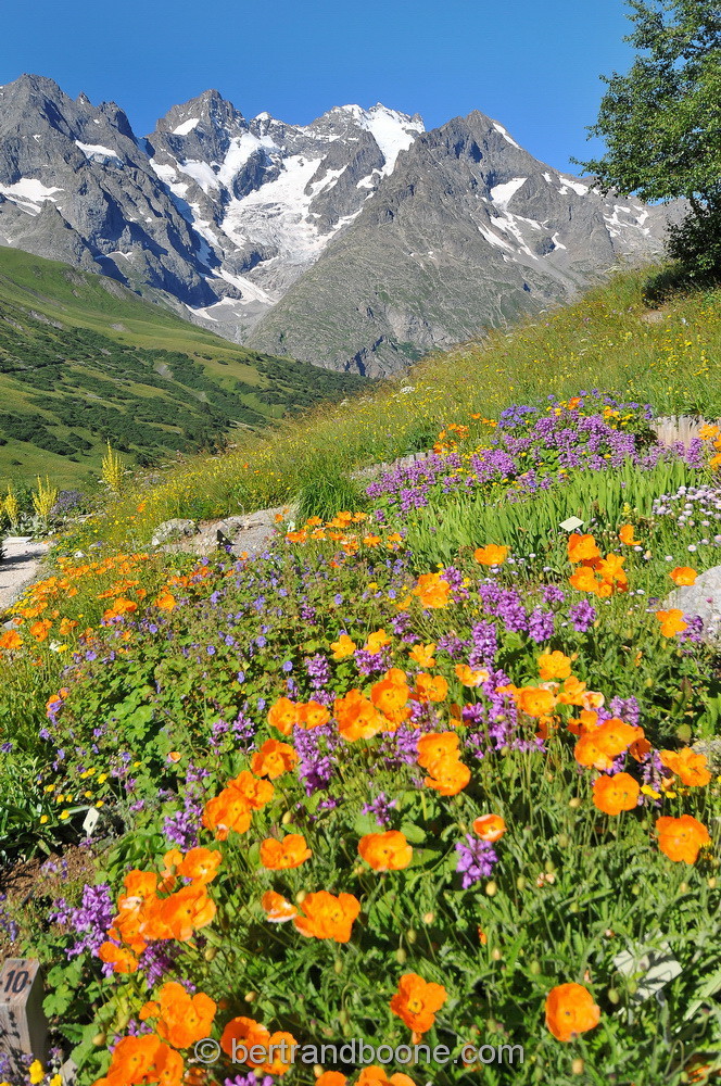 Jardin alpin du Lautaret (05)