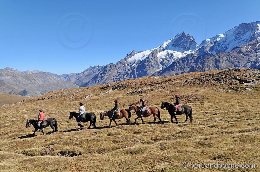Cheval sur plateau d'Emparis