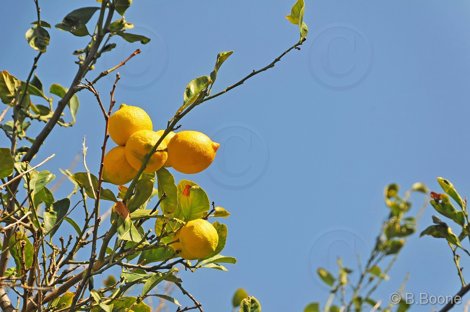 130206-16 © B.Boone