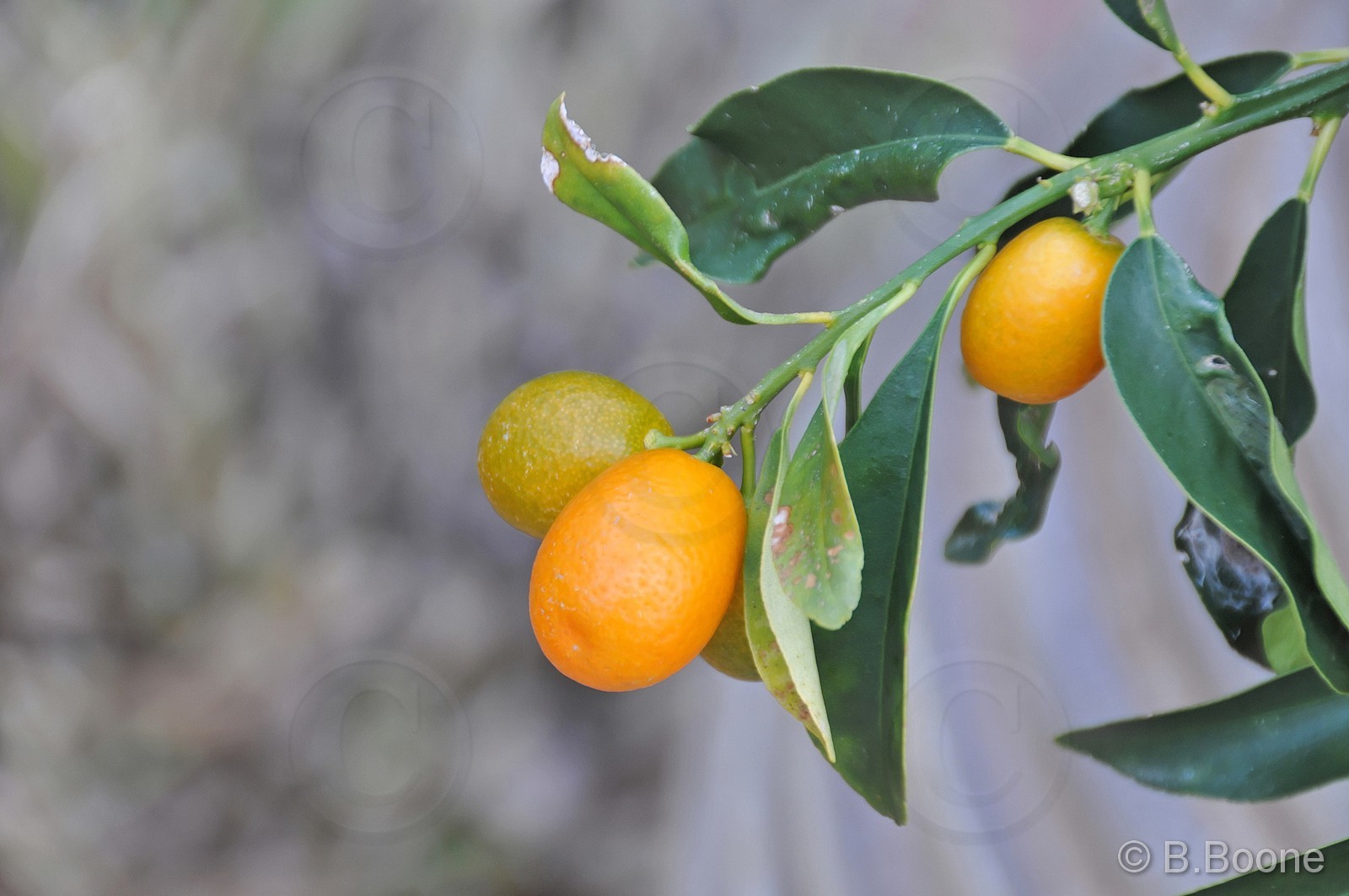 130202-022 © B.Boone