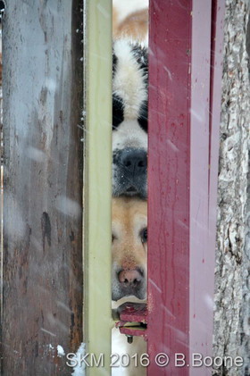 Snowkite Masters 2016 - Serre Chevalier - 05 France