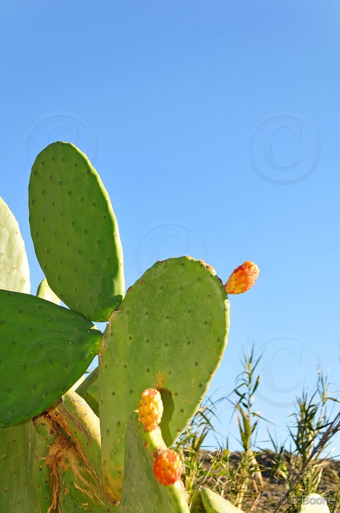 130201-091 © B.Boone