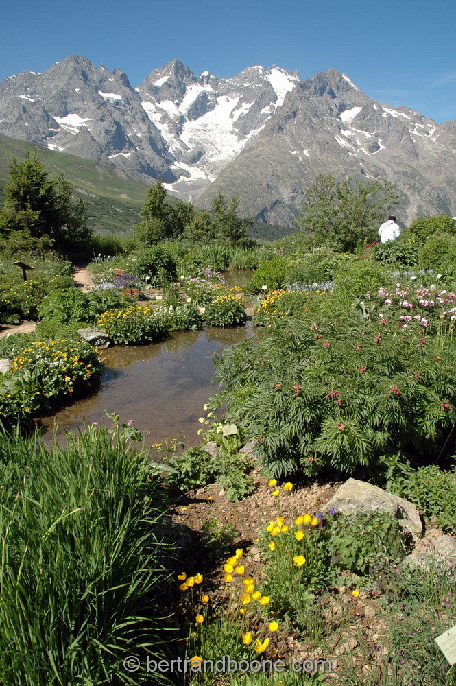 Jardin alpin-col du Lautaret(05)
