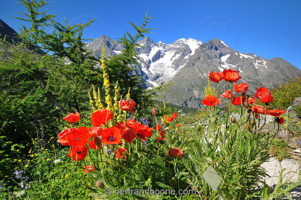 Jardin alpin du Lautaret (05)