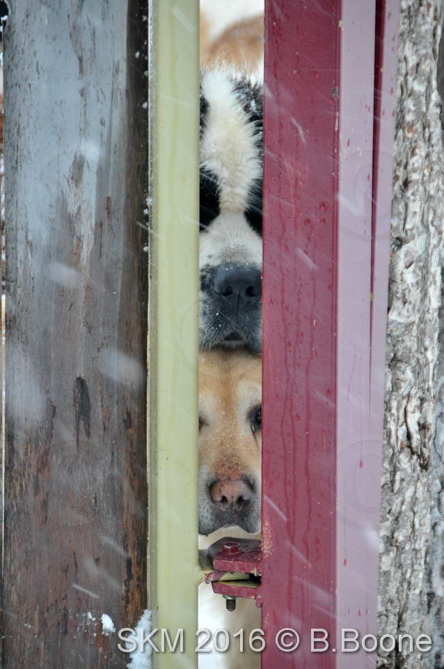 Snowkite Masters 2016 - Serre Chevalier - 05 France