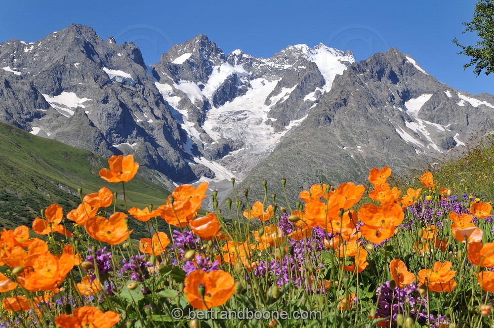 Jardin alpin du Lautaret (05)