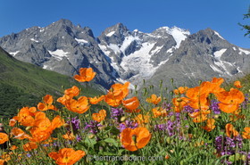 Jardin alpin du Lautaret (05)