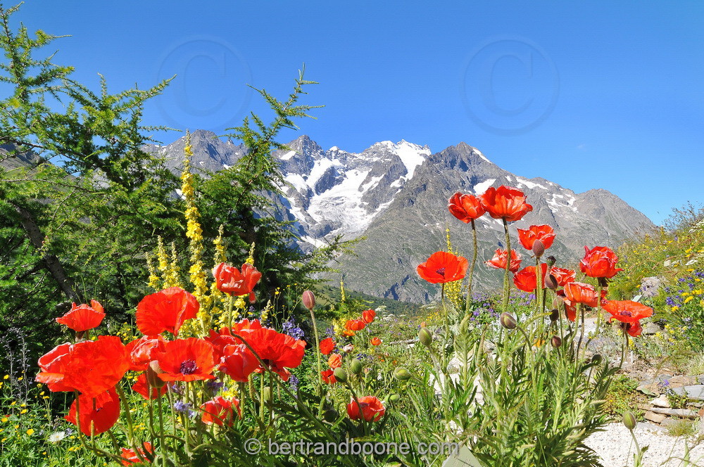 Jardin alpin du Lautaret (05)