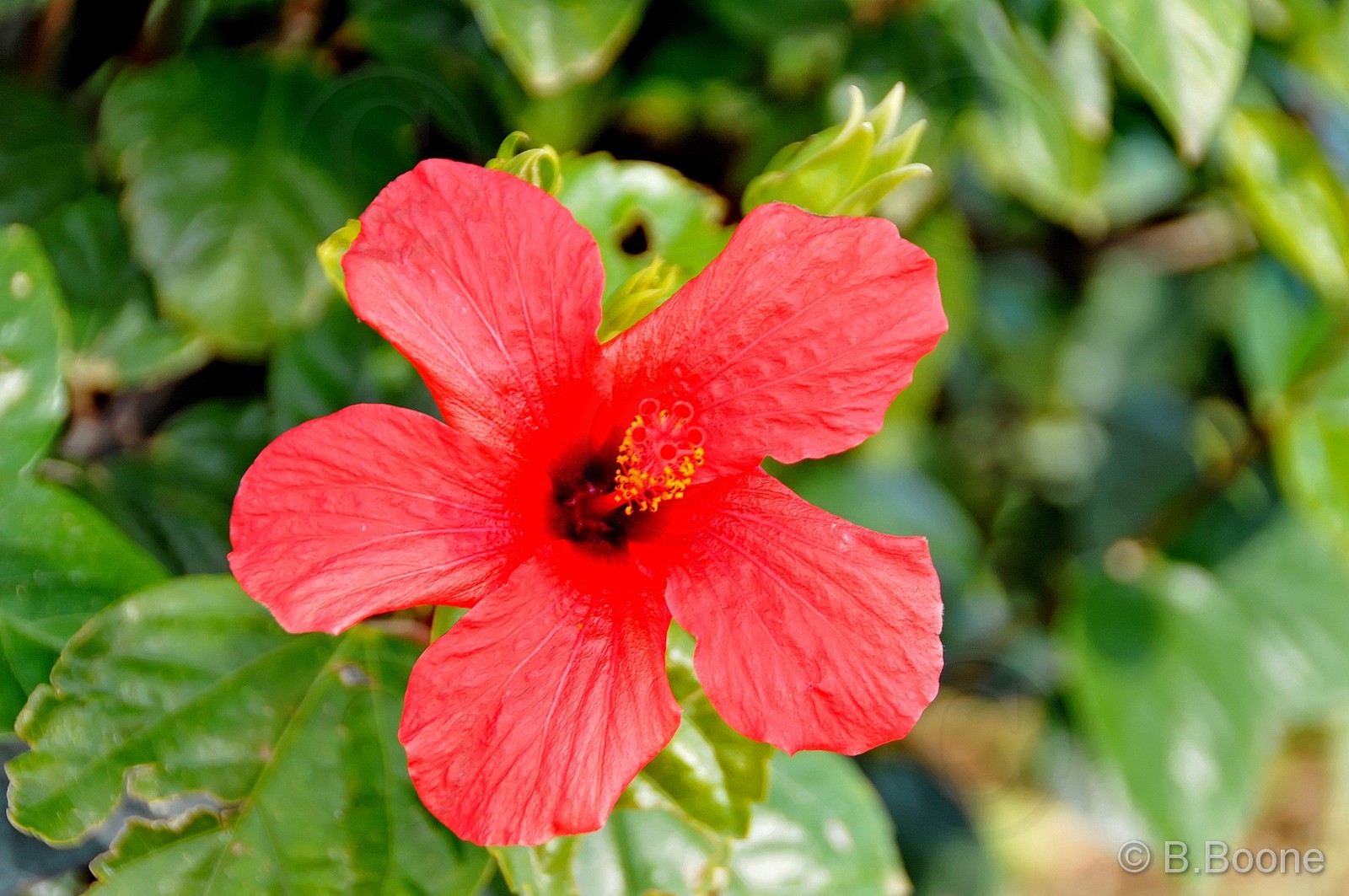 130202-024 © B.Boone