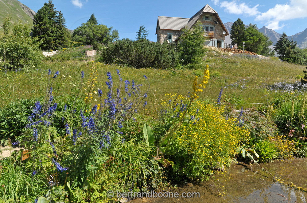 jardin alpin du lautaret - Hautes Alpes (05) - Fr